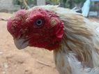 Parrot Beak Rooster