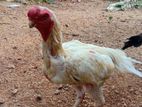 Parrot Beak Rooster