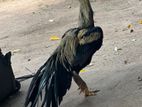 Parrot Beak Rooster