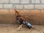 Parrot Beak Rooster
