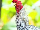 Parrot Beak Rooster