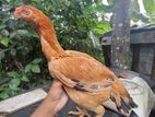 Parrot Beak Tamper Tail Hen