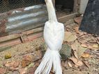 Parrot Beak White Chick