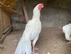 Parrot Beak White Rooster