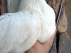 Parrot Beak Young Pair