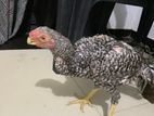 Parrot Beak Rooster