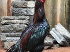 Parrot Beak Rooster