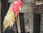 Parrot Beak Rooster