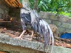 Parrot Beek