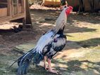 Parrot Beek Rooster