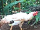 Parrot Beak Rooster (Pure White )