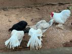 Parrot Beak Roster