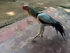 Parrot Beka Rooster