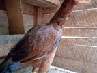 Parrot Bik Joduwak