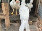 Parrot Beak Rooster White Chicks