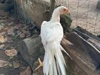 Parrot Beak White Chicks