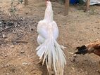 Parrot Beak Rooster White Chicks