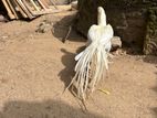 Parrot Beak Rooster White Chicks