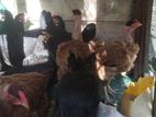 Farm Chicks