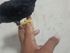 Parrot Chick