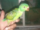Parrot Chick