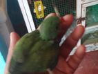 Parrot Chick