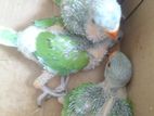 parrot chick