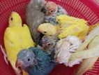 Parrot Chick's