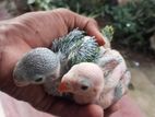 Parrot chicks