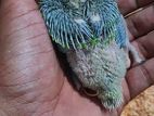 Parrot Chicks