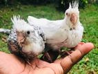 Parrot Beak Chick