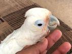 Parrot Cockatoo