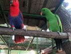 Parrot Eclectus