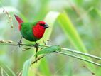 parrot finch