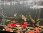 Parrot Fish