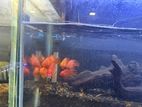 Parrot Fish 3 Inches