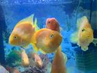 Parrot Fishes