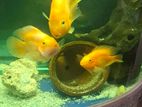 Parrot Fish