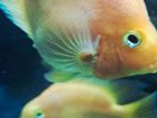 Parrot Fish