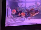Parrot Fish