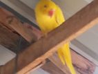 Parrot