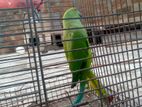 Parrot