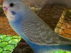 Budgie Bird