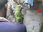 Parrot