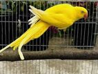 Yellow Ringneck Parrot