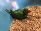 parrot