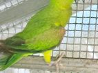 Parrot