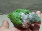 Parrot Chick