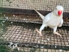 White and Yellow Ring Neck Parrot