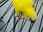 Yellow Parrot